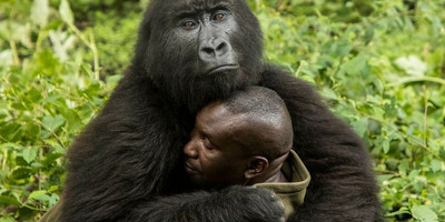 9 day uganda wildlife safari - Photo 1