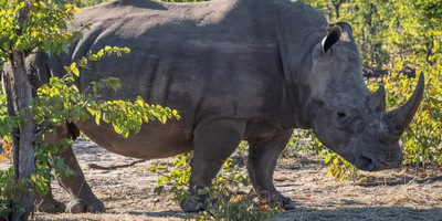 Ultimate wildlife experience: 5-day private kenya safari from nairobi - Photo 7