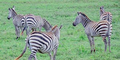 4 days tanzania safari - Photo 5