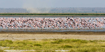 5 days northern tanzania safari - Photo 3