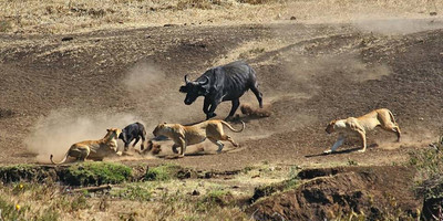 Camping safari to manyara, serengeti and ngorongoro. - Photo 11