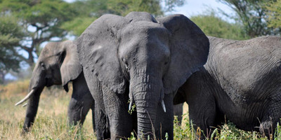 5 days family-friendly tanzania safari - Photo 5