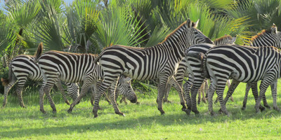 3 days tanzania northern safari - Photo 4