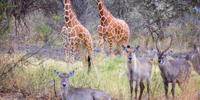 4-day wild escape: samburu national park & aberdares adventure - Photo 6
