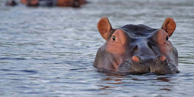 Ultimate 6-day kenya safari: masai mara, lakes nakuru & naivasha, and amboseli adventure - Photo 1