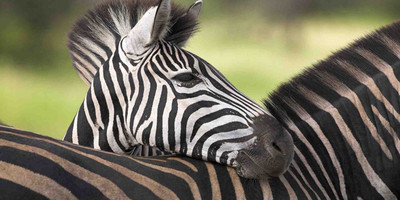 10 DAYS KILIMANJARO TREKKING AND SAFARI - Photo 2