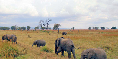 3 Day Safari to Mikumi National Park - Photo 5