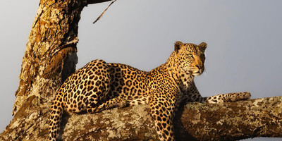 6 day tanzania camping safari - Photo 6