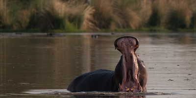 Tanzania bush to beach safari adventure - Photo 3