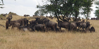 6 days tanzania private safari - Photo 24
