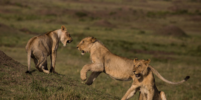 Masai Mara Wildlife Safari Kenya - Photo 2