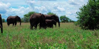 6 days tanzania camping budget safari - Photo 8