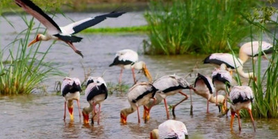 One day joining tanzania safari lake manyara national park with burigi chato safari co l.t.d - Photo 2