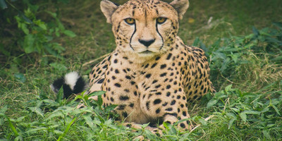 4 days serengeti migration safari may -early july - Photo 3