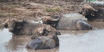 3 days breathtaking tour to lake mburo national park - Photo 12