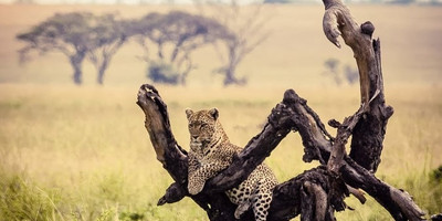 5 days northern tanzania big 5 luxury safari - Photo 3