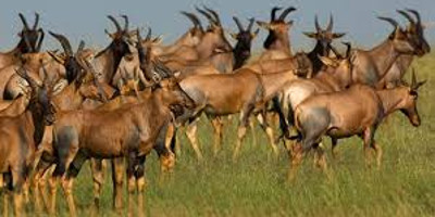 8 days masai mara wildebeest migration safari adventures - Photo 2