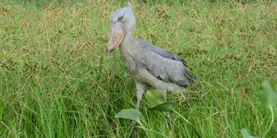 8 days uganda adventure safari - Photo 4