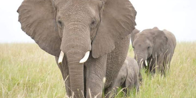 Majestic masai mara: 4-day big five safari in a 4x4 jeep - Photo 7
