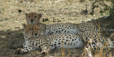 Tanzania bush to beach safari adventure - Photo 8