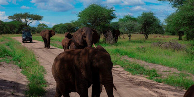 5 days tanzania safari booking last minute manyara ,serengeti & ngorongoro crater - Photo 7