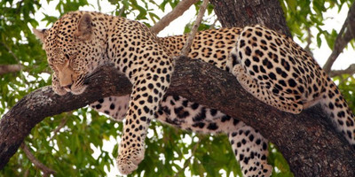 5 days tanzania budget group joining tours with burigi chato safaris - Photo 4
