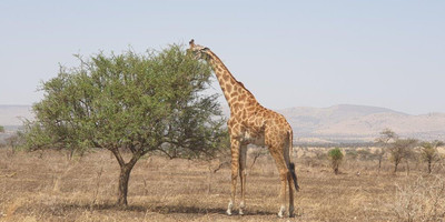 5 days tanzania private safari - Photo 2