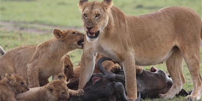 Ultimate wildlife experience: 5-day private kenya safari from nairobi - Photo 3