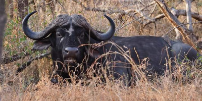 7 days best of kenya safari – explore big five parks & stay at premium sopa lodges - Photo 8