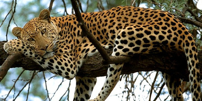 3 days maasai mara fly-in package - Photo 3