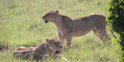 3 days 2 nights masai mara joining safari from nairobi - Photo 2