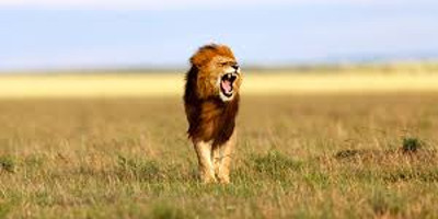2 days amboseli safari - Photo 4