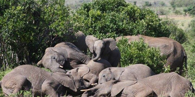 Mount kenya trek and classic safari adventure - Photo 11