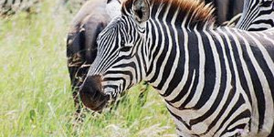 5 Day Budget Wildlife Safari - Photo 2
