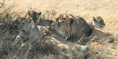 Masai mara tour in kenya - Photo 1