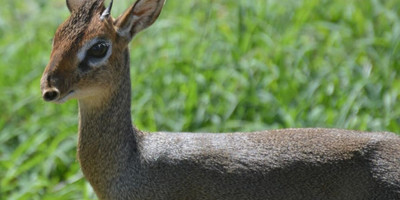 9 days africa lodge safari package | kenya lodge safaris - Photo 4