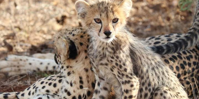 Discover kenya’s wild side: 5-day samburu, ol pejeta & aberdares tour - Photo 2