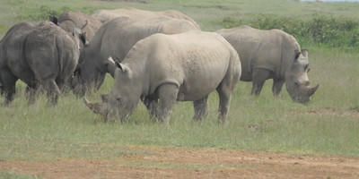 Masai mara tour in kenya - Photo 4