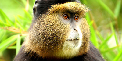 4 days mgahinga national park & lake mburo national park - Photo 1