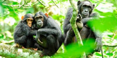 5 days gorilla and chimpanzee trekking wildlife safari in uganda - Photo 3