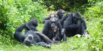 9 day uganda wildlife vacation gorilla trekking adventure - Photo 1