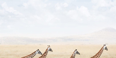 4 days camping tour to best wildlife parks in tanzania - Photo 3