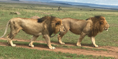 4days masai mara-lake nakuru group safari. - Photo 2