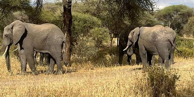 Kenya’s wild heart: a 5-day journey through buffalo springs, samburu & ol pejeta - Photo 5