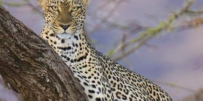 5-day safari in kenya: amboseli, lake nakuru & masai mara experience - Photo 2