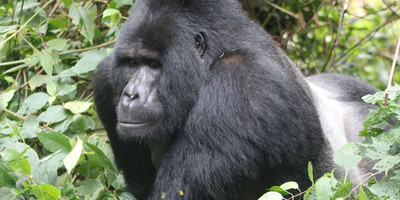 3-day trek and meet gorillas in bwindi np mid-range tour - Photo 7