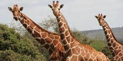 9 days serengeti wildebeest migration photographic safaris - Photo 1