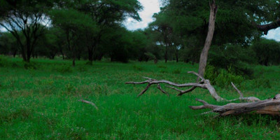 2 days tanzania lodge ( luxury) safari - Photo 13
