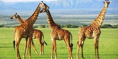 4 days tanzania safari serengeti national park & ngorongoro crater - Photo 1
