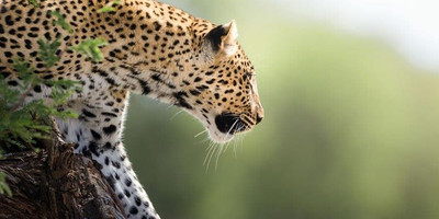 6 day tanzania wildlife safari and cultural tourism - Photo 1